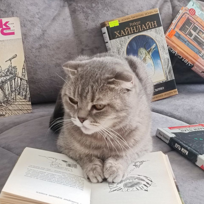 Книжная полка «Кототека»